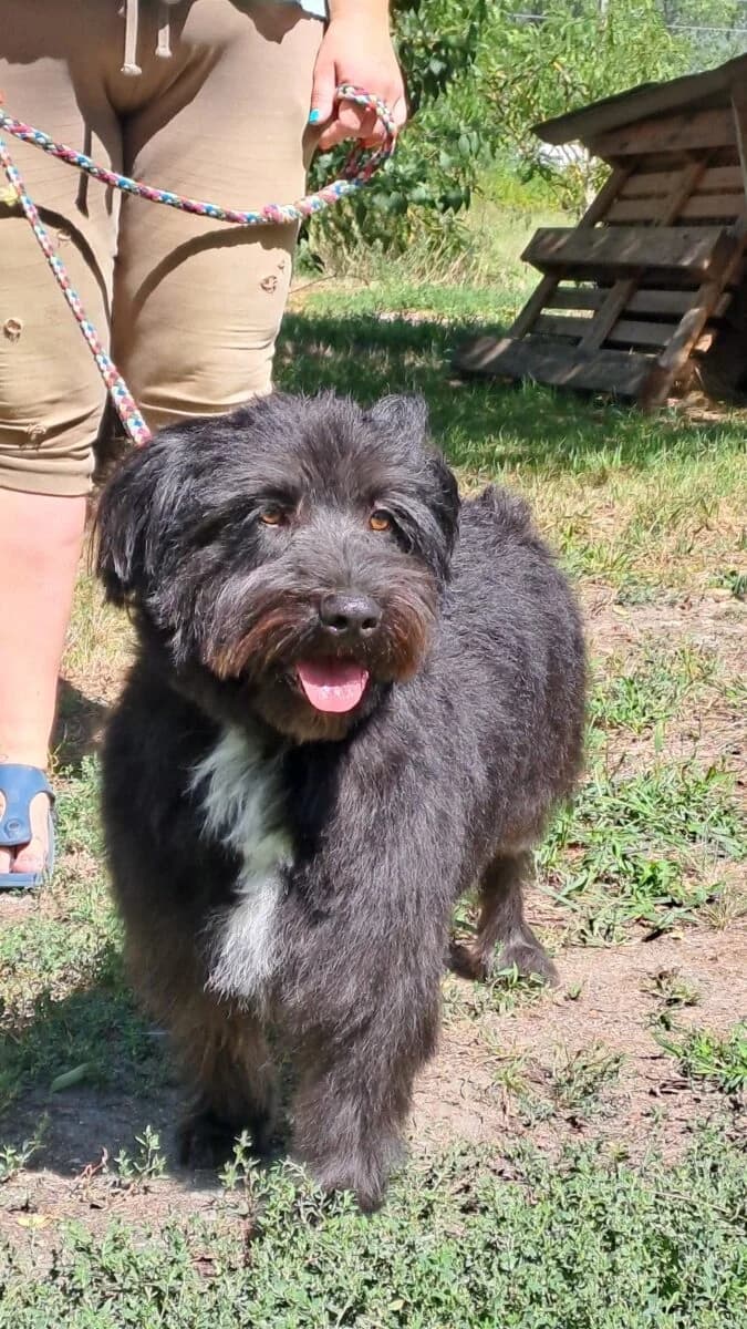 Morgó,  Mixed Breed for adoption at Bogáncs Kutya- és Kisállatotthon Alapítvány