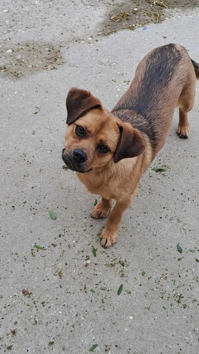 Alina,  Mixed Breed for adoption at Bogáncs Kutya- és Kisállatotthon Alapítvány