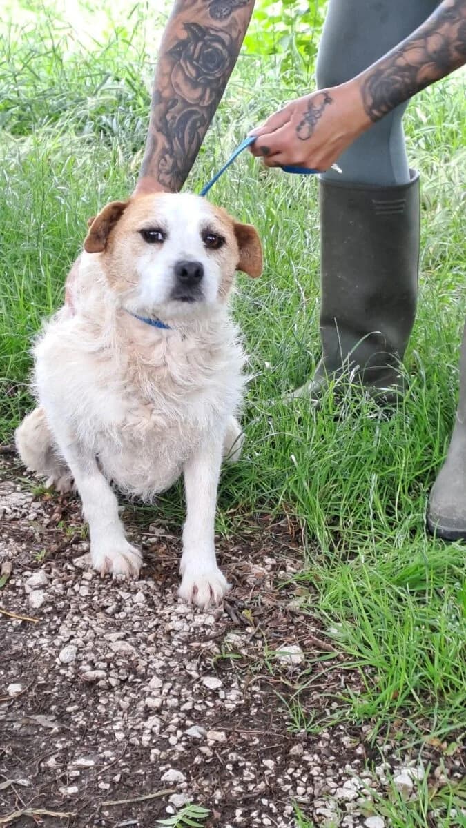 Zsani,  Mixed Breed for adoption at Bogáncs Kutya- és Kisállatotthon Alapítvány