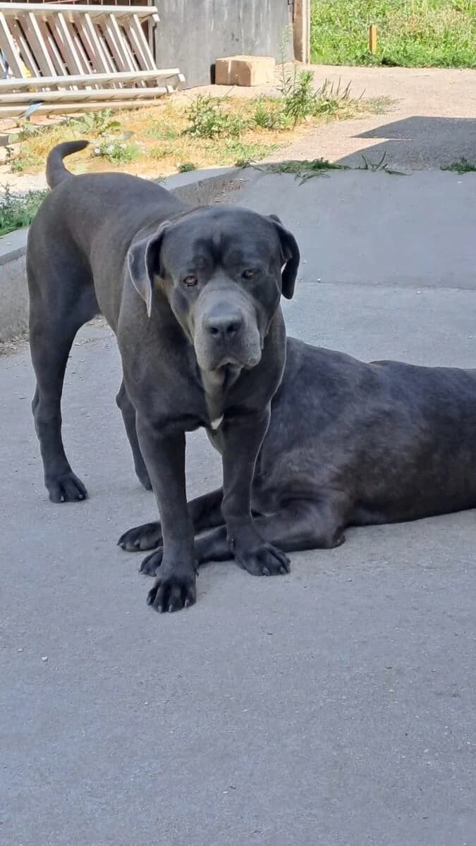 Barell és Aida,  Mixed Breed for adoption at Bogáncs Kutya- és Kisállatotthon Alapítvány