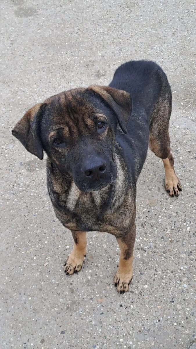 Szamuráj,  Mixed Breed for adoption at Bogáncs Kutya- és Kisállatotthon Alapítvány