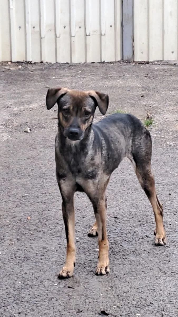 Jad,  Mixed Breed for adoption at Bogáncs Kutya- és Kisállatotthon Alapítvány