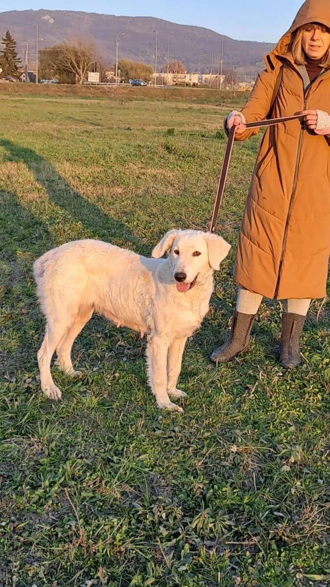 Ivory,  Mixed Breed for adoption at Bogáncs Kutya- és Kisállatotthon Alapítvány