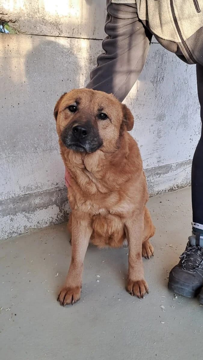 Darsha,  Mixed Breed for adoption at Bogáncs Kutya- és Kisállatotthon Alapítvány
