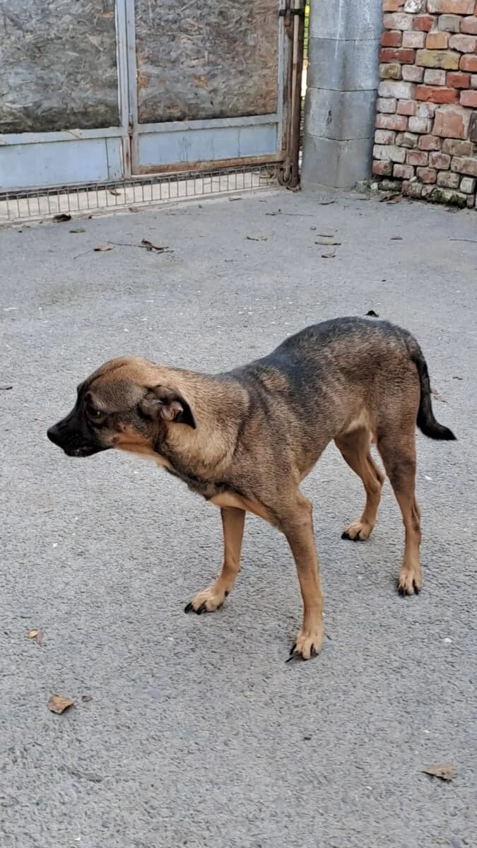 Josa,  Mixed Breed for adoption at Bogáncs Kutya- és Kisállatotthon Alapítvány