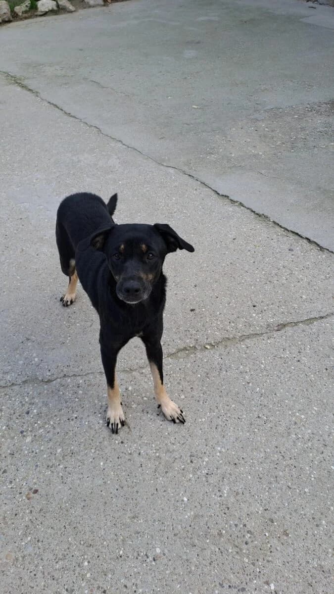 Kamari,  Mixed Breed for adoption at Bogáncs Kutya- és Kisállatotthon Alapítvány