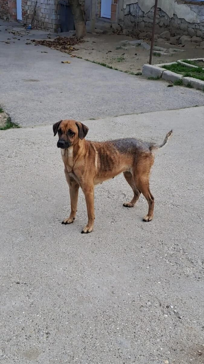 Liran,  Mixed Breed for adoption at Bogáncs Kutya- és Kisállatotthon Alapítvány