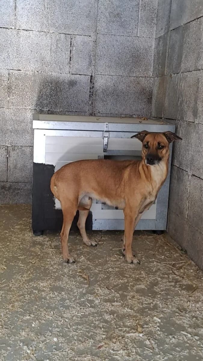 Lanai,  Mixed Breed for adoption at Bogáncs Kutya- és Kisállatotthon Alapítvány