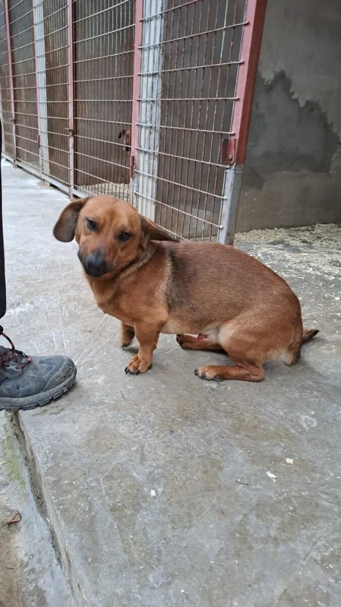 Kali,  Mixed Breed for adoption at Bogáncs Kutya- és Kisállatotthon Alapítvány