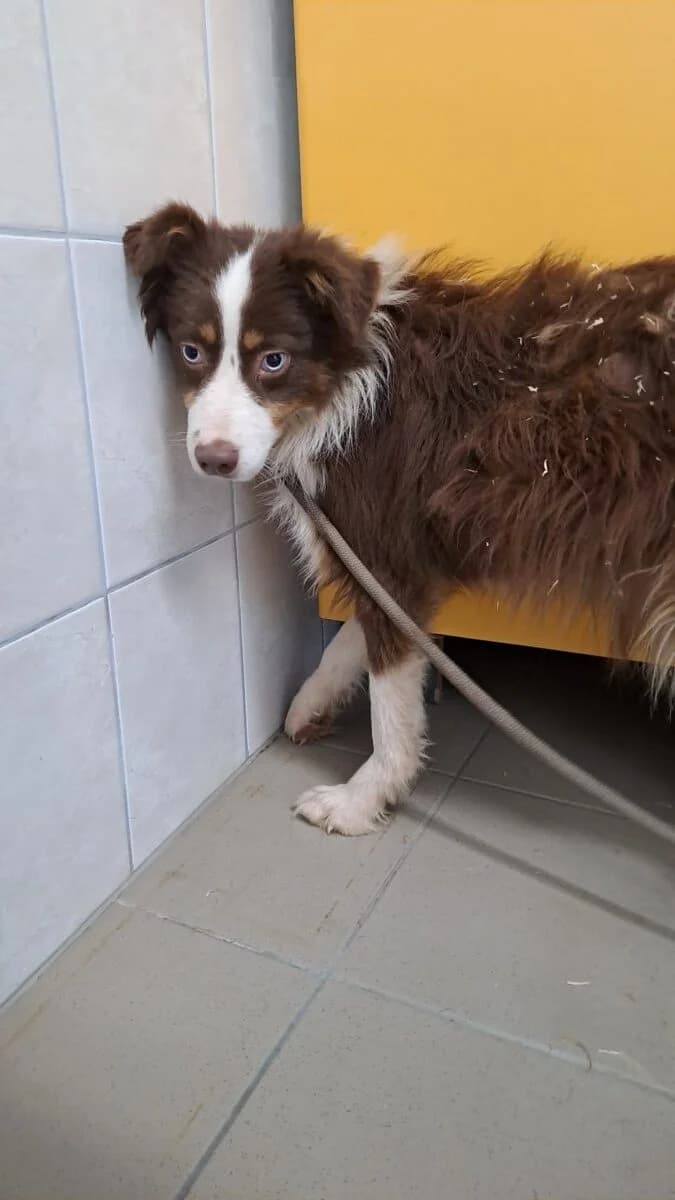 Ned,  Mixed Breed for adoption at Bogáncs Kutya- és Kisállatotthon Alapítvány