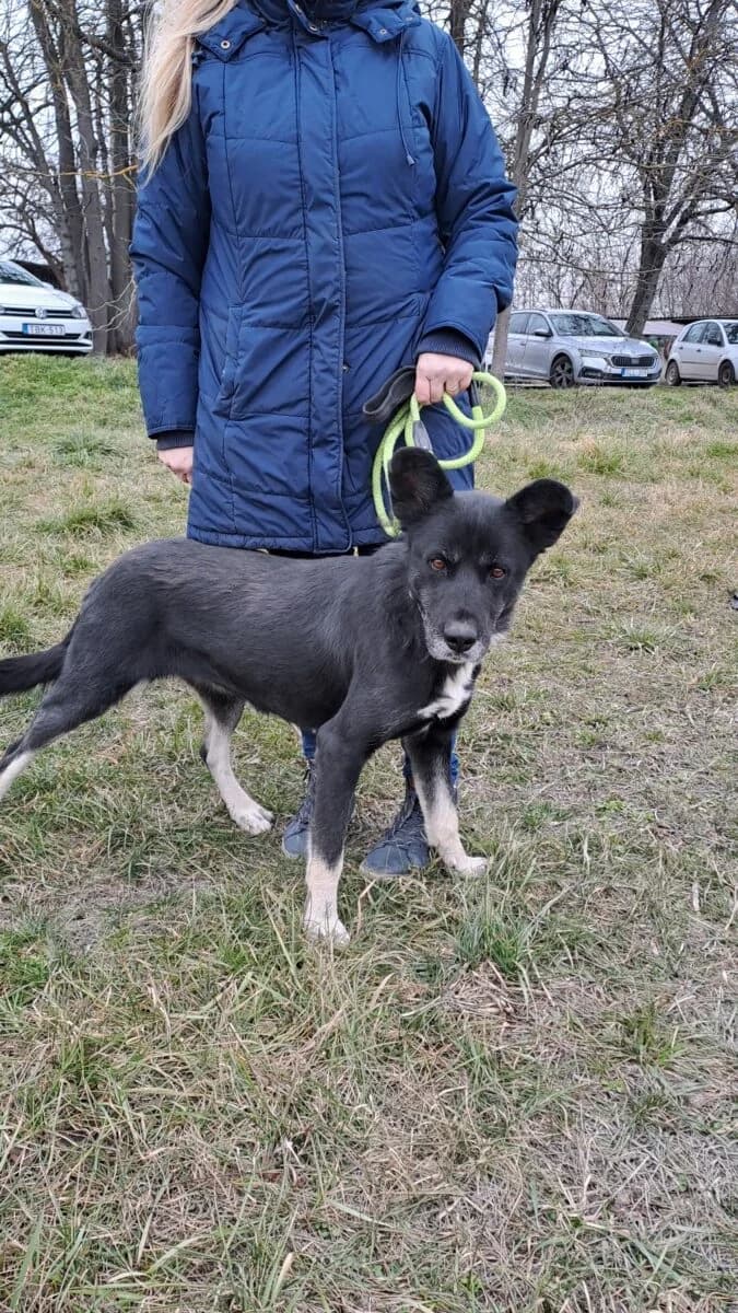 Marion,  Mixed Breed for adoption at Bogáncs Kutya- és Kisállatotthon Alapítvány