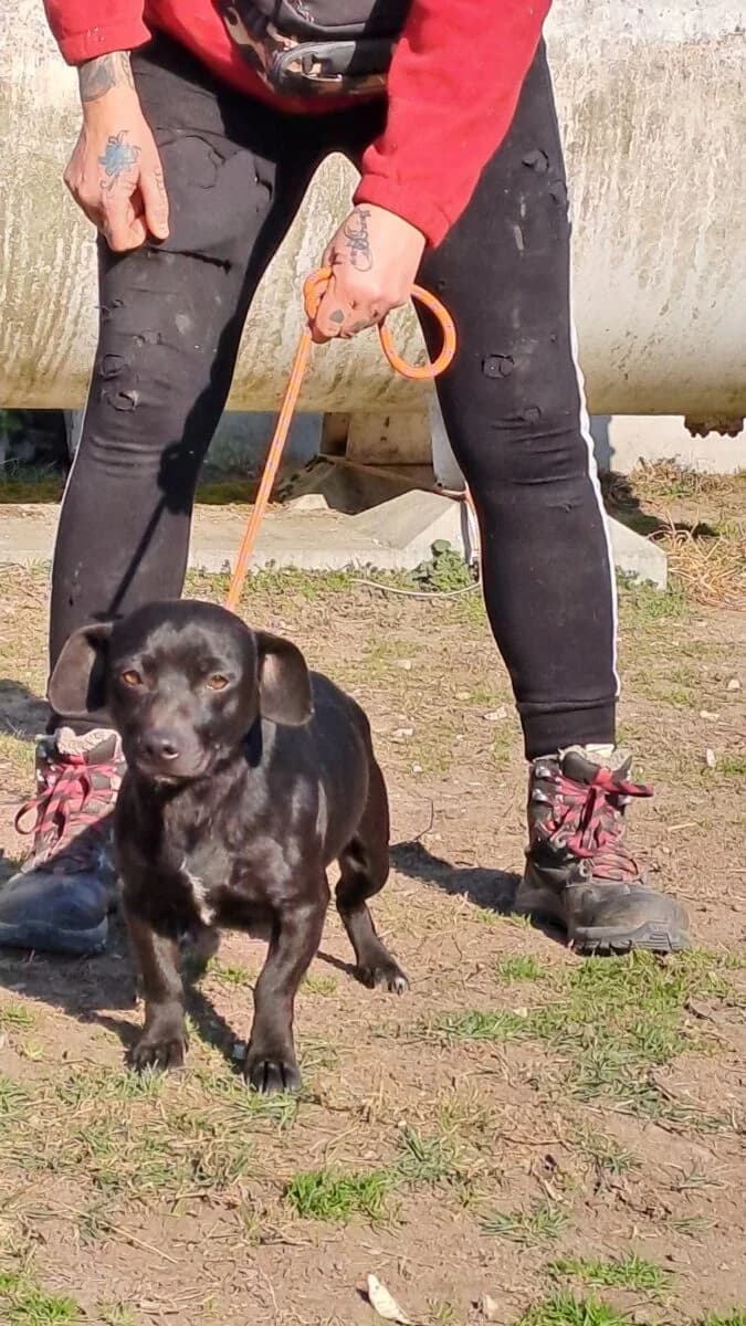 Pipsy,  Mixed Breed for adoption at Bogáncs Kutya- és Kisállatotthon Alapítvány