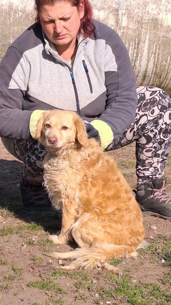 Deria,  Mixed Breed for adoption at Bogáncs Kutya- és Kisállatotthon Alapítvány