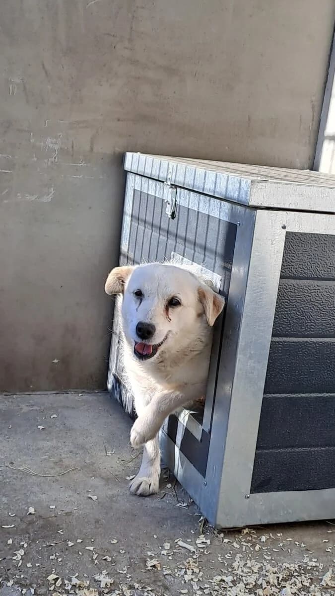 Barka,  Mixed Breed for adoption at Bogáncs Kutya- és Kisállatotthon Alapítvány