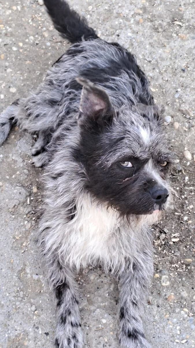 Roxanne,  Mixed Breed for adoption at Bogáncs Kutya- és Kisállatotthon Alapítvány