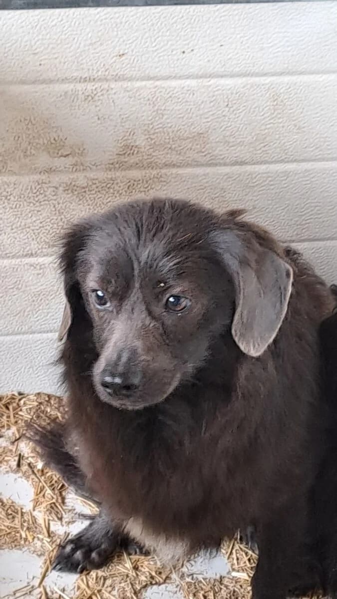 Lesh,  Mixed Breed for adoption at Bogáncs Kutya- és Kisállatotthon Alapítvány