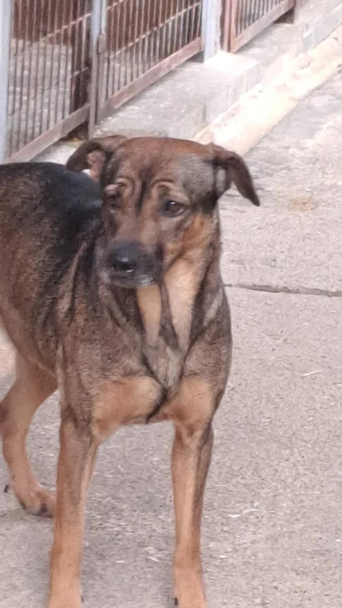 Benna,  Mixed Breed for adoption at Bogáncs Kutya- és Kisállatotthon Alapítvány
