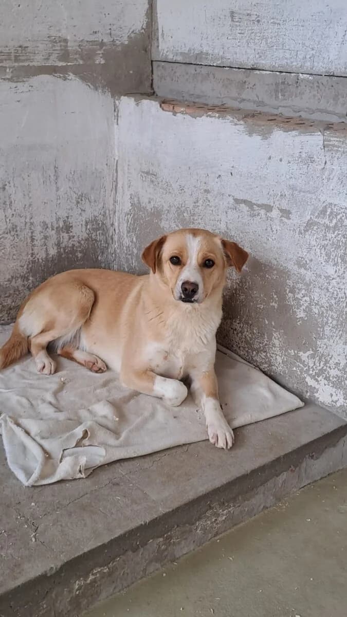 Írisz,  Mixed Breed for adoption at Bogáncs Kutya- és Kisállatotthon Alapítvány
