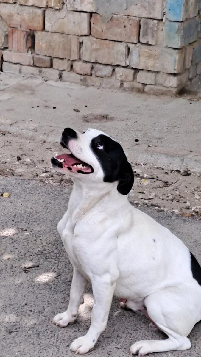 Ray,  Mixed Breed for adoption at Bogáncs Kutya- és Kisállatotthon Alapítvány