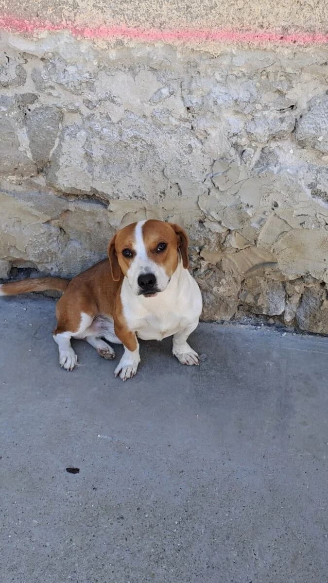 Dundu,  Mixed Breed for adoption at Bogáncs Kutya- és Kisállatotthon Alapítvány