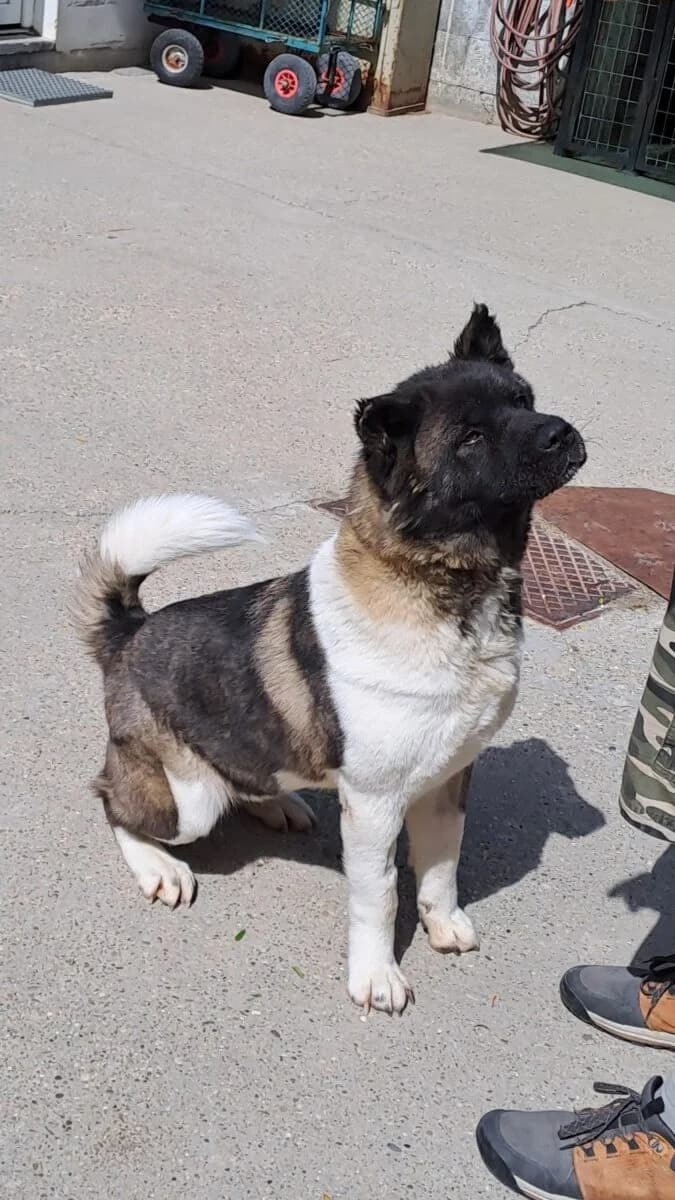 Kyra,  Mixed Breed for adoption at Bogáncs Kutya- és Kisállatotthon Alapítvány