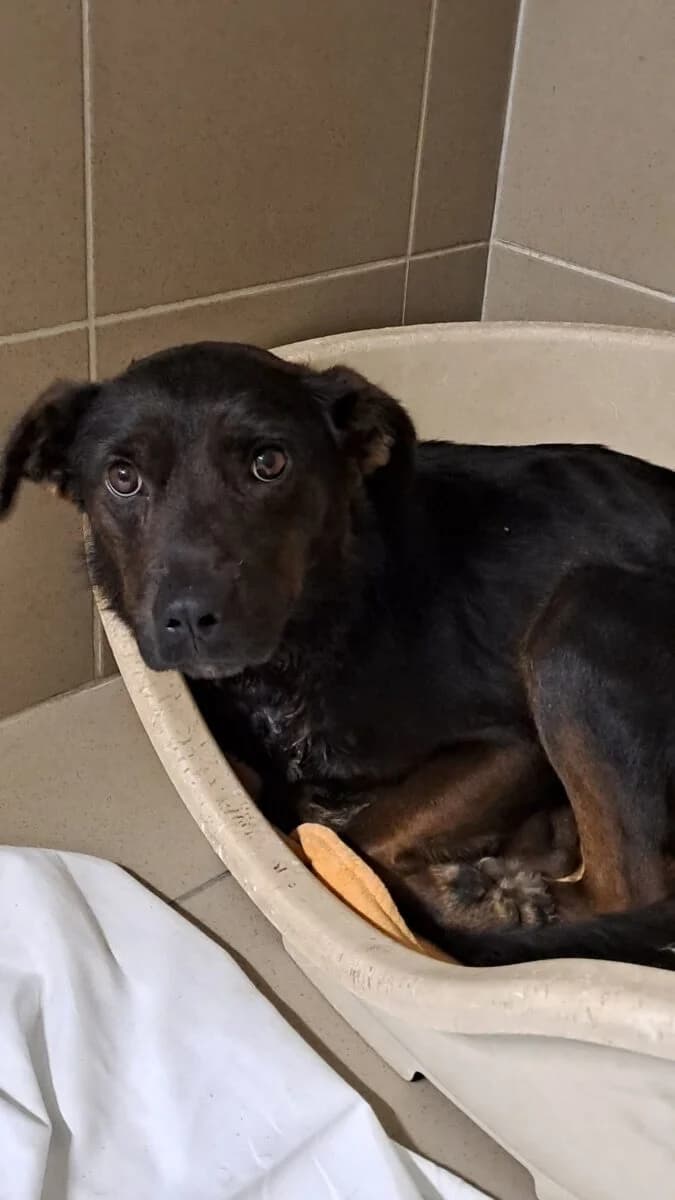 Moana,  Mixed Breed for adoption at Bogáncs Kutya- és Kisállatotthon Alapítvány