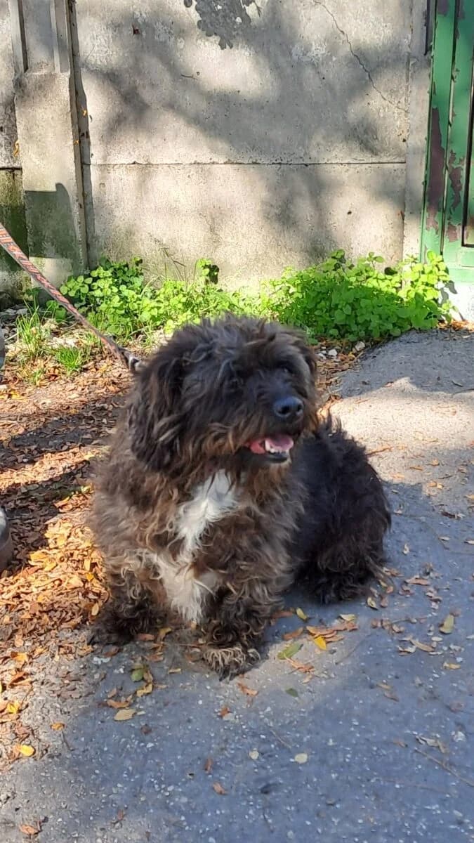 Bella,  Mixed Breed for adoption at Bogáncs Kutya- és Kisállatotthon Alapítvány