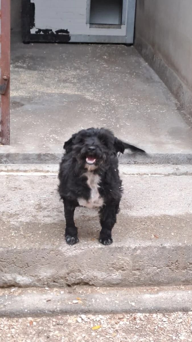 Szmuki,  Mixed Breed for adoption at Bogáncs Kutya- és Kisállatotthon Alapítvány