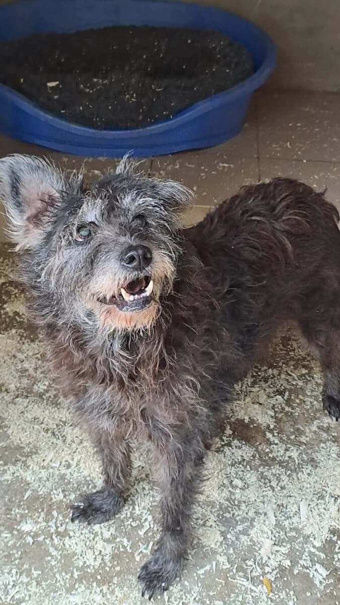Pici,  Mixed Breed for adoption at Bogáncs Kutya- és Kisállatotthon Alapítvány