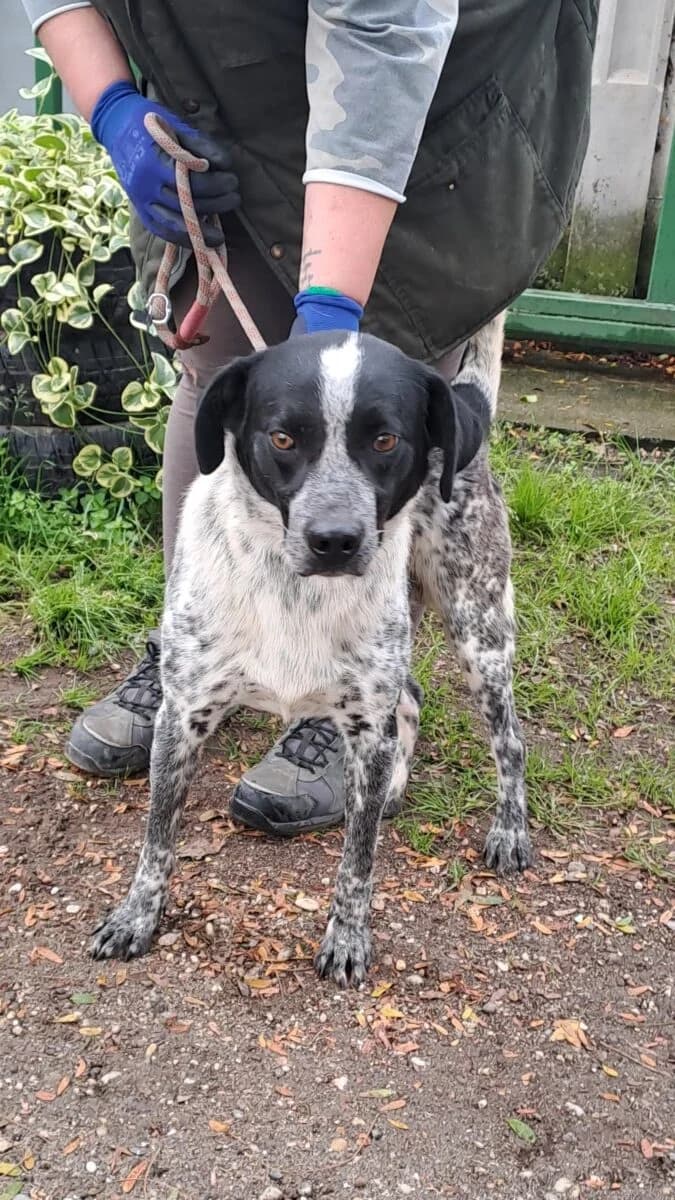 Cronin,  Mixed Breed for adoption at Bogáncs Kutya- és Kisállatotthon Alapítvány