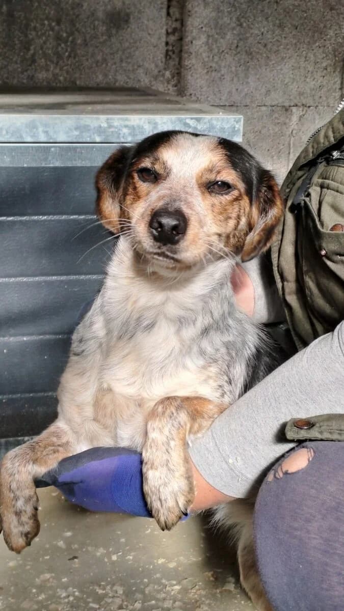 Maisie,  Mixed Breed for adoption at Bogáncs Kutya- és Kisállatotthon Alapítvány