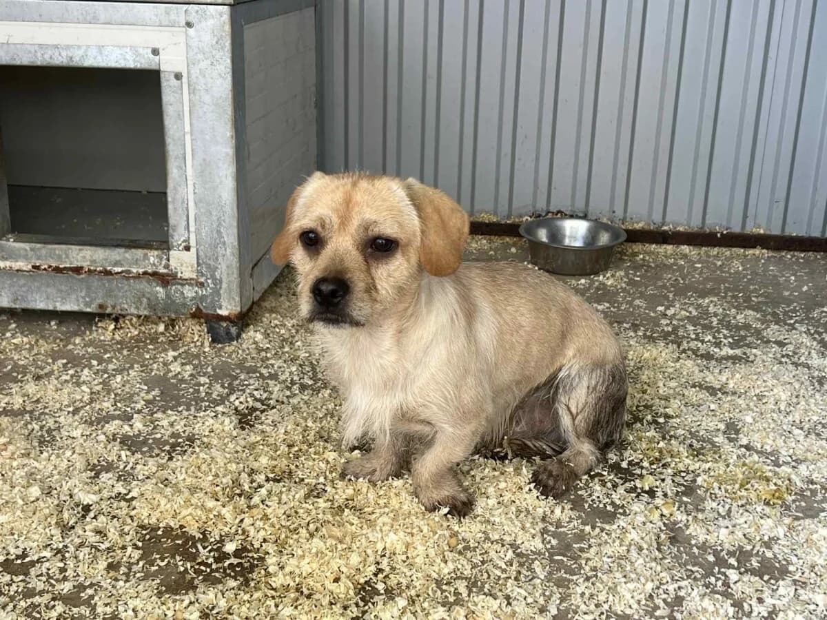 Sticky,  Mixed Breed for adoption at Bogáncs Kutya- és Kisállatotthon Alapítvány