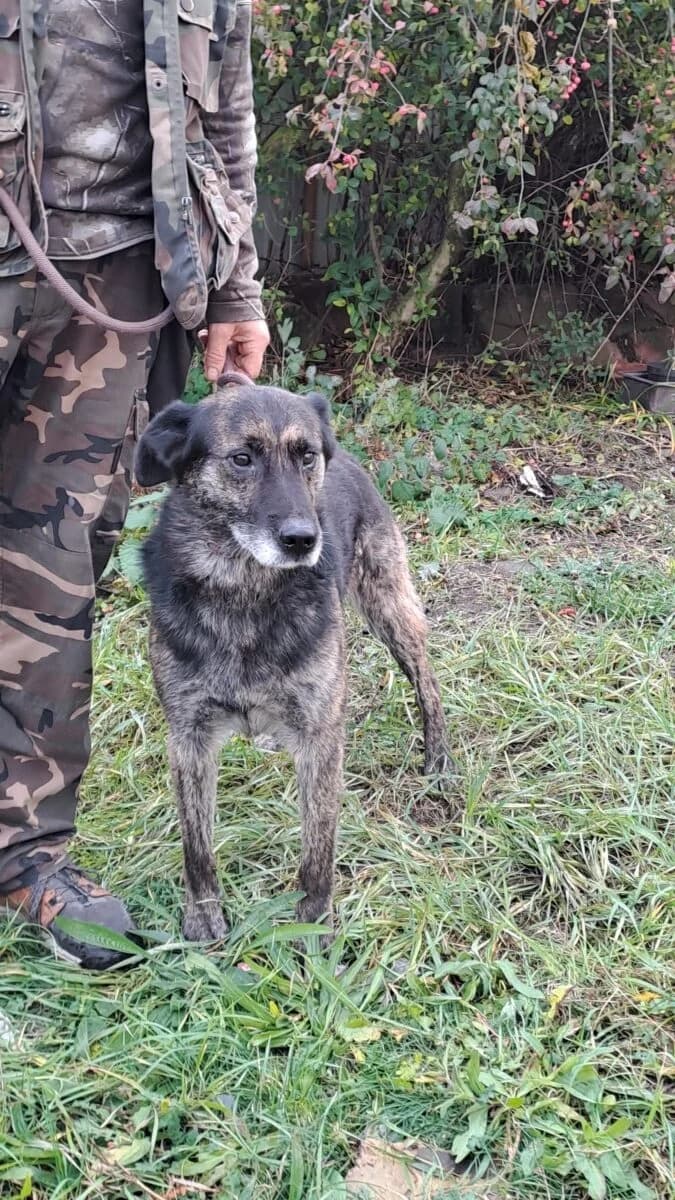 Baron,  Mixed Breed for adoption at Bogáncs Kutya- és Kisállatotthon Alapítvány