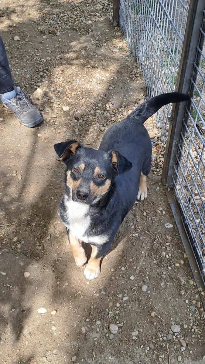 Mulcsa,  Mixed Breed for adoption at Bogáncs Kutya- és Kisállatotthon Alapítvány