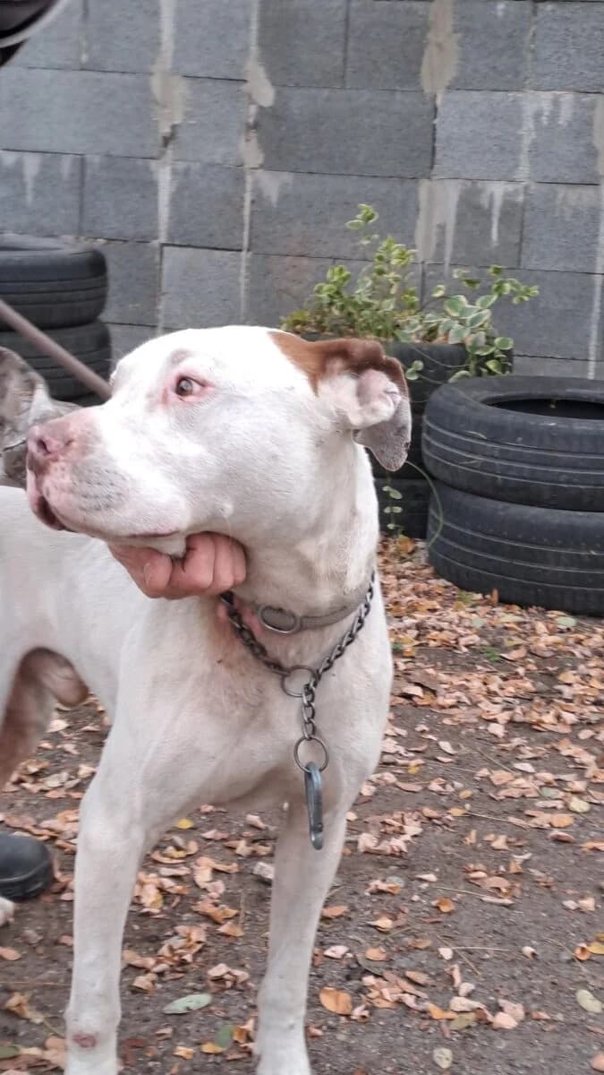 Blanco,  Mixed Breed for adoption at Bogáncs Kutya- és Kisállatotthon Alapítvány