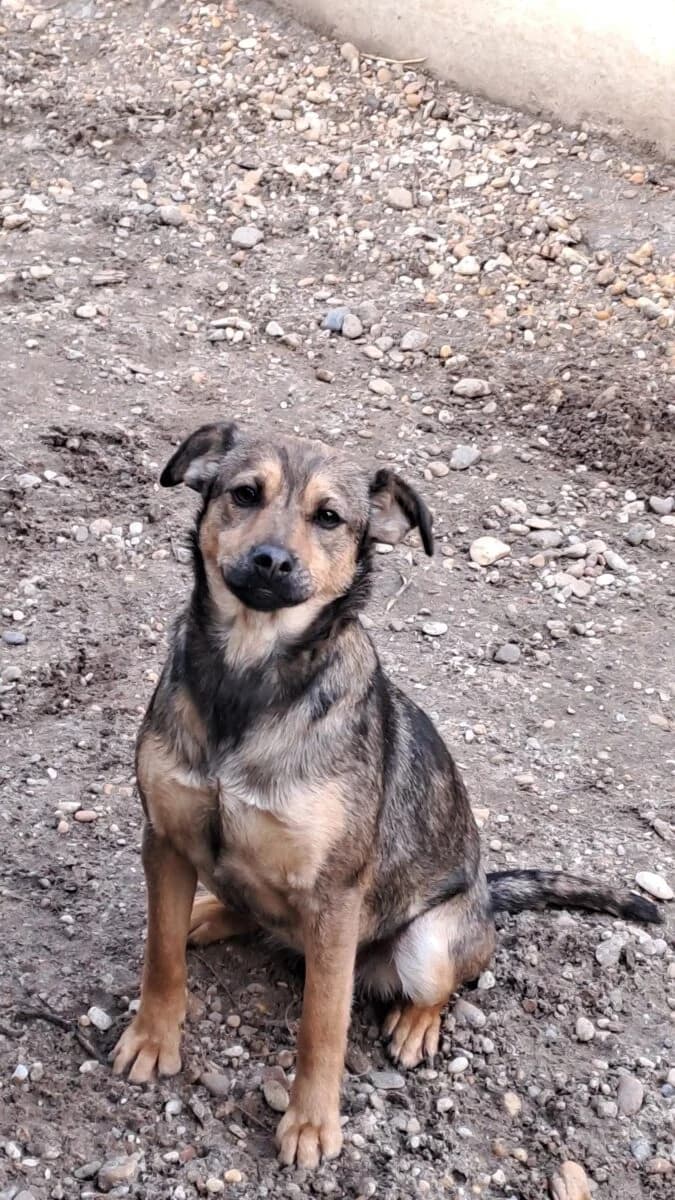 Borika,  Mixed Breed for adoption at Bogáncs Kutya- és Kisállatotthon Alapítvány