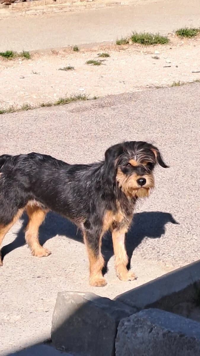 Szeki,  Mixed Breed for adoption at Bogáncs Kutya- és Kisállatotthon Alapítvány