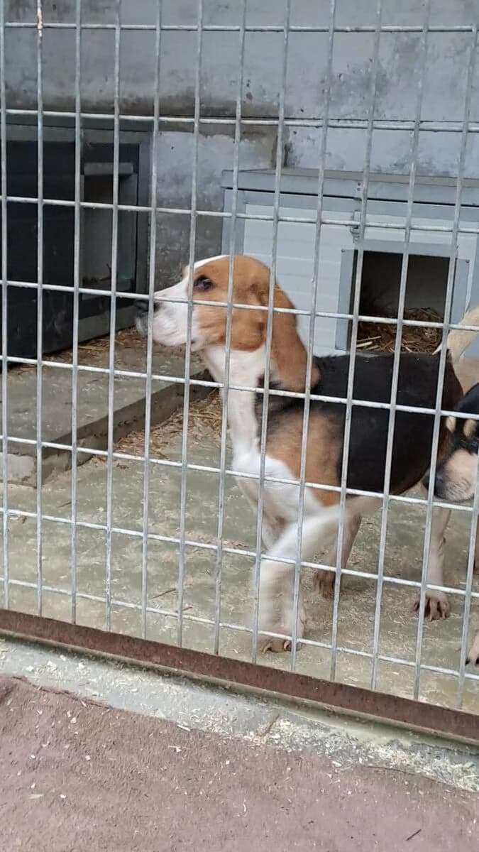 Etta,  Mixed Breed for adoption at Bogáncs Kutya- és Kisállatotthon Alapítvány
