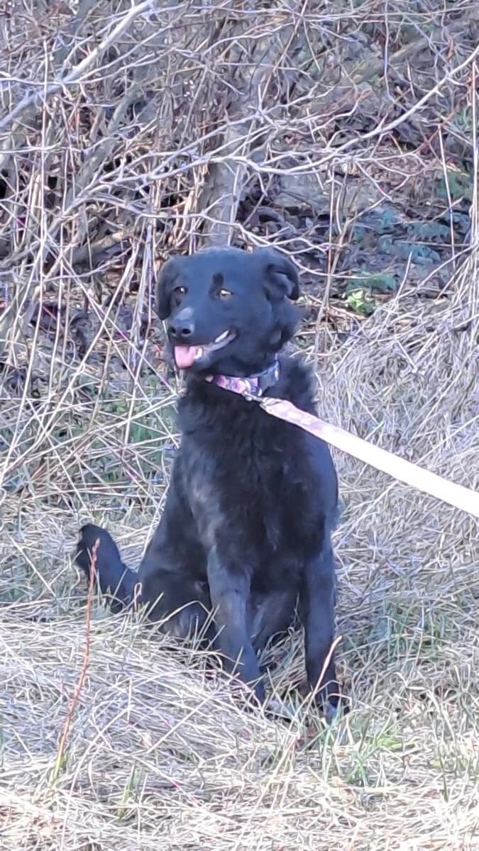 Becca,  Mixed Breed for adoption at Bogáncs Kutya- és Kisállatotthon Alapítvány