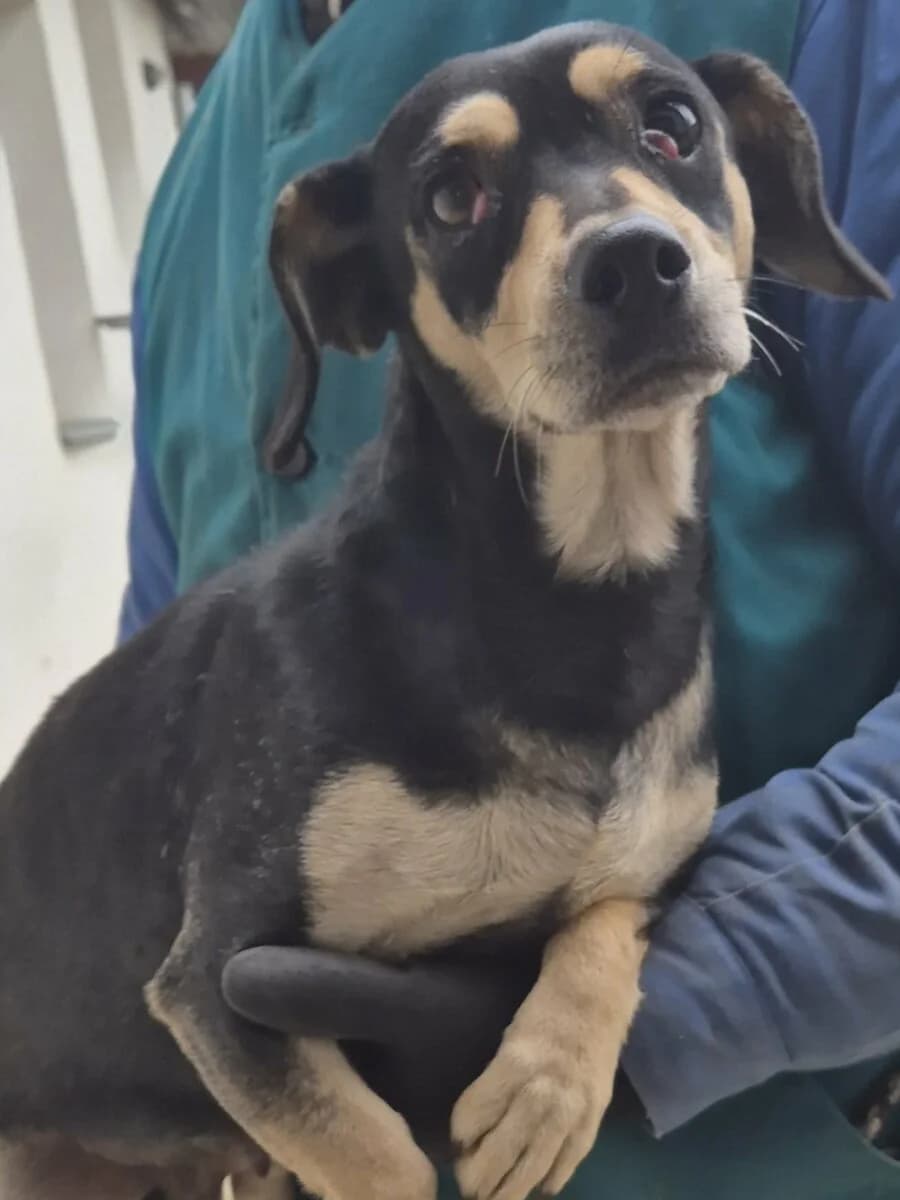 Nati,  Mixed Breed for adoption at Bogáncs Kutya- és Kisállatotthon Alapítvány