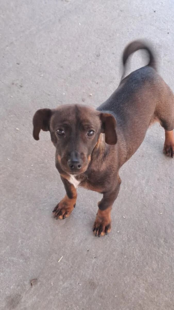 Schumi,  Mixed Breed for adoption at Bogáncs Kutya- és Kisállatotthon Alapítvány