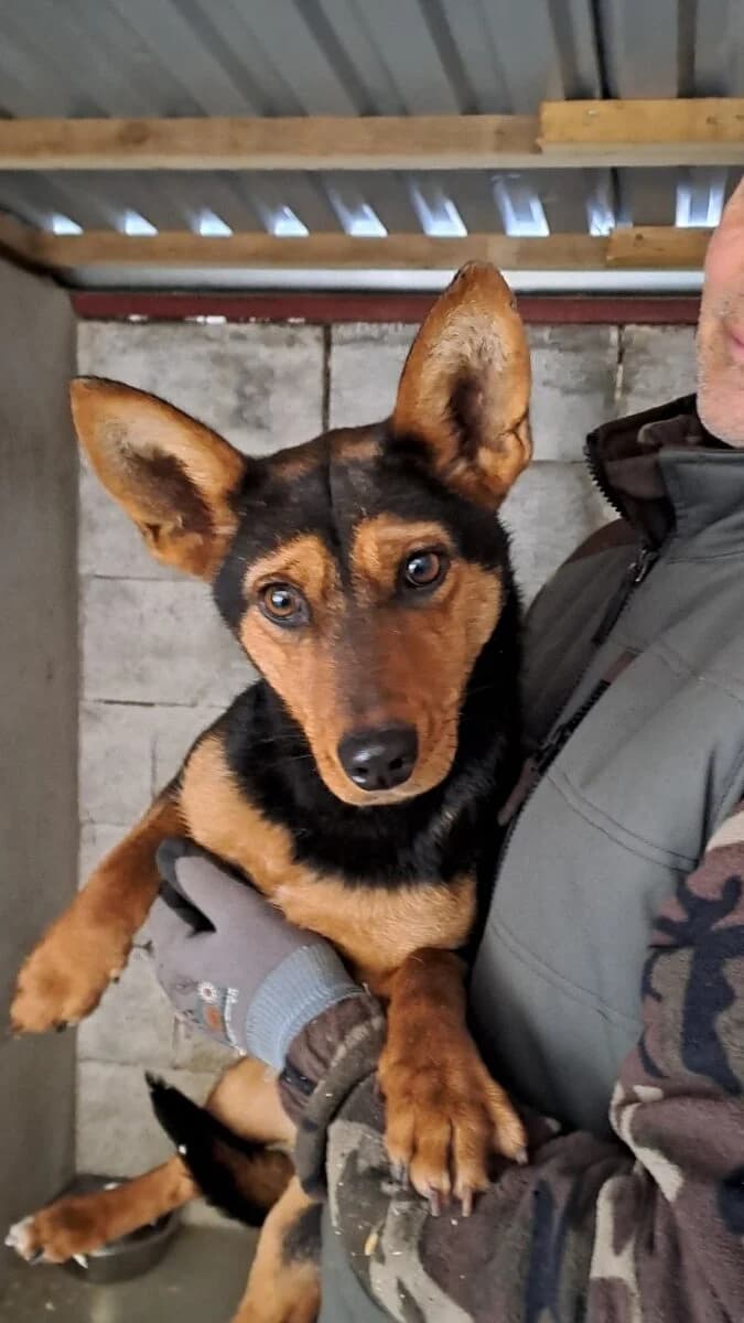 Ylva,  Mixed Breed for adoption at Bogáncs Kutya- és Kisállatotthon Alapítvány