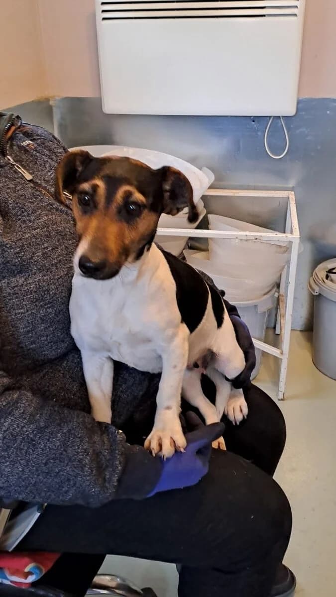 Wartka,  Mixed Breed for adoption at Bogáncs Kutya- és Kisállatotthon Alapítvány