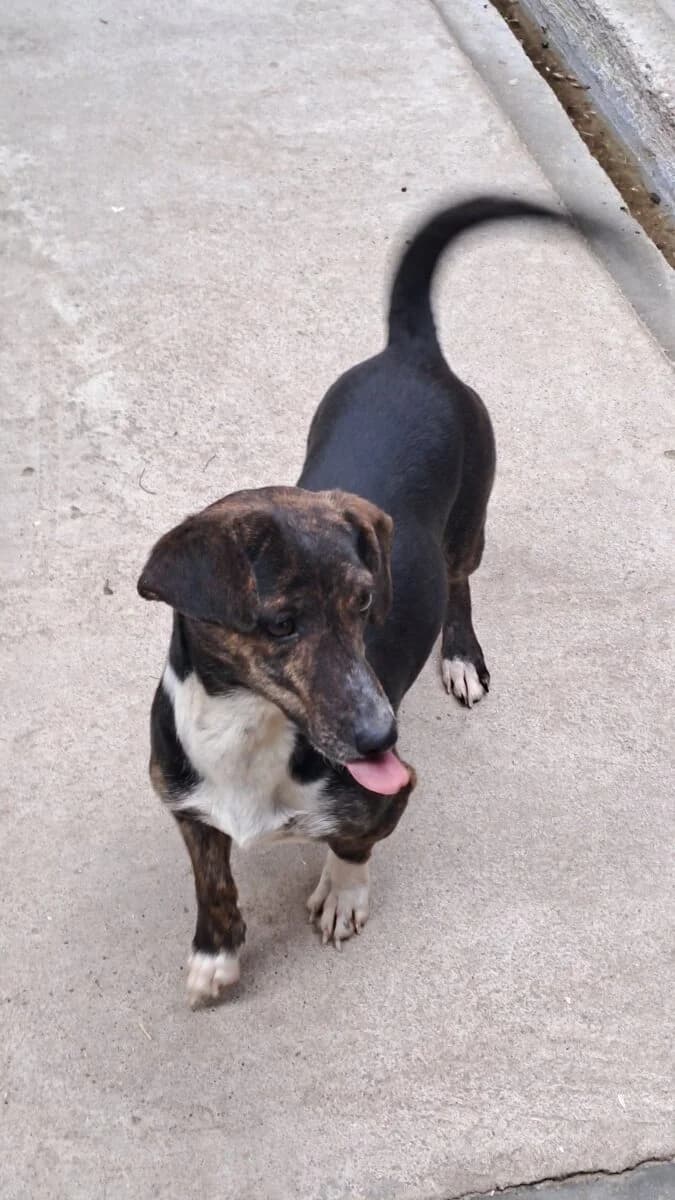 Loire,  Mixed Breed for adoption at Bogáncs Kutya- és Kisállatotthon Alapítvány