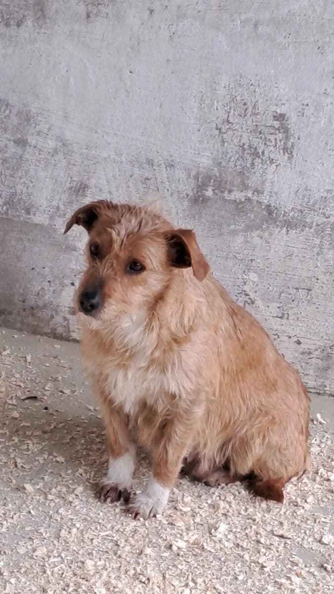 Kamilla,  Mixed Breed for adoption at Bogáncs Kutya- és Kisállatotthon Alapítvány