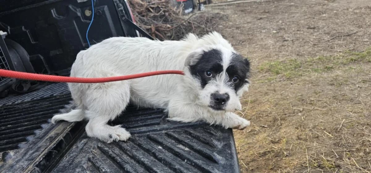 Niméria,  Mixed Breed for adoption at Bogáncs Kutya- és Kisállatotthon Alapítvány