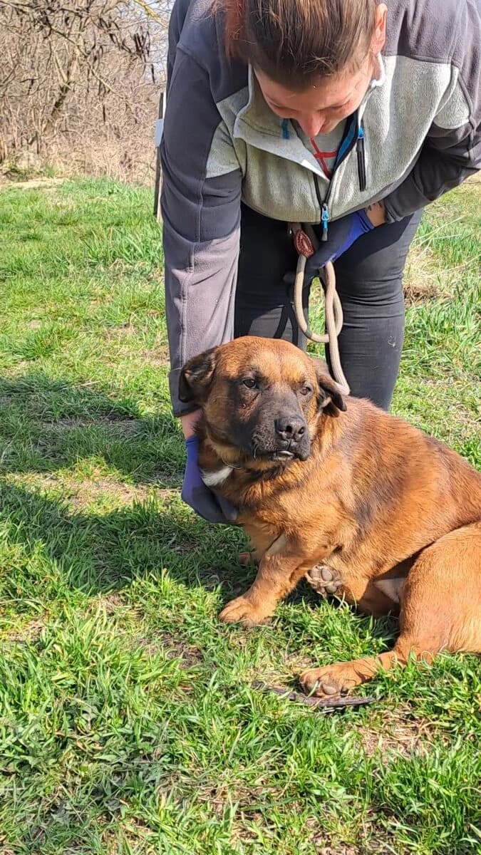 Gonzi,  Mixed Breed for adoption at Bogáncs Kutya- és Kisállatotthon Alapítvány