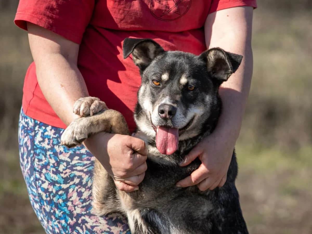 Kayana,  Mixed Breed for adoption at Bogáncs Kutya- és Kisállatotthon Alapítvány