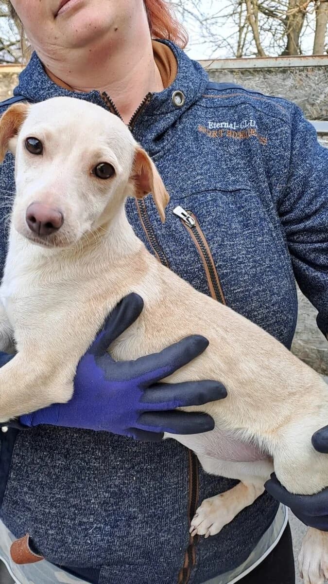Anni,  Mixed Breed for adoption at Bogáncs Kutya- és Kisállatotthon Alapítvány