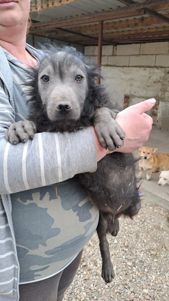 Hamu,  Mixed Breed for adoption at Bogáncs Kutya- és Kisállatotthon Alapítvány